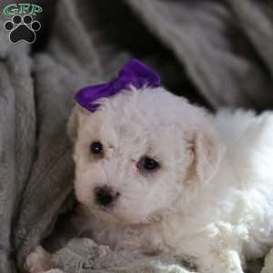 Bridget, Bichon Frise Puppy